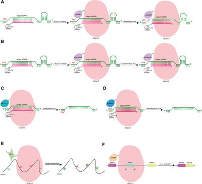 Development and Application of CRISPR-Cas Based Tools